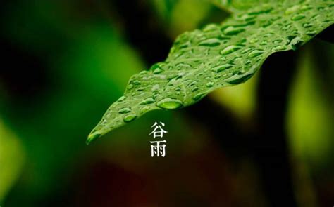 谷雨下雨的唯美诗句