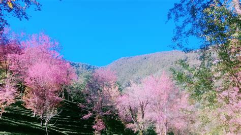 关于山樱(樱花)