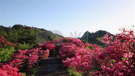 杜鹃花和映山红是什么关系啊