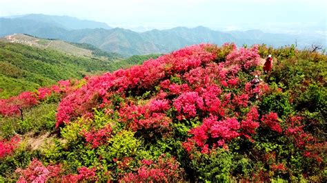 关于杜鹃花的资料