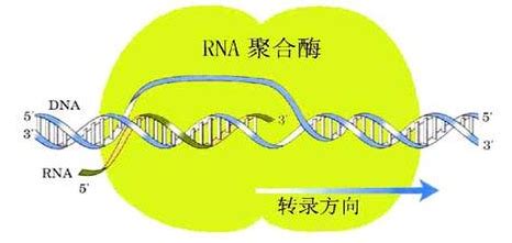 转录需要哪些酶的参与和这些酶的作用