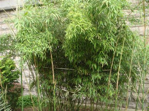 早园竹是什么类型的竹子?