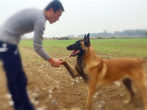 比利时马林诺斯犬