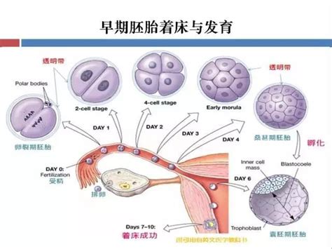 怀空孕囊和胚胎停育的区别
