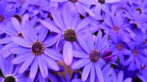 有一种紫色的菊花,叫什么名字