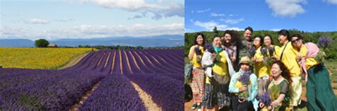 南法：在薰衣草向日葵的世界里徜徉