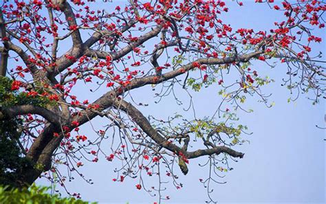 木棉花什么时候会掉出绵绵的东西？