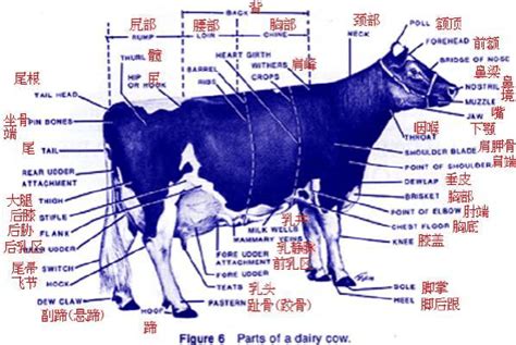 关于牛的生活习性