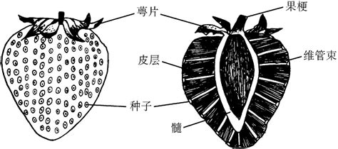 果实和种子是怎么形成的?(科学)