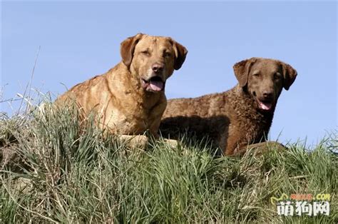 什么是切萨皮克湾寻猎犬,宠物切萨皮克湾寻猎犬的习性特征与喂养等介绍