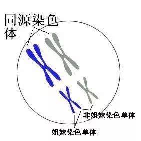 囊胚染色体异常是什么原因