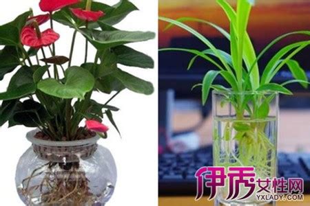 水养植物怎么养