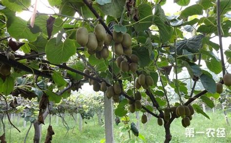 猕猴桃树夏季如何管理养护