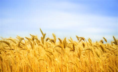 小麦和大麦的区别?哪个磨出来是面粉?