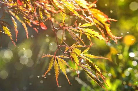 细雨绵绵的情话【集锦111条】