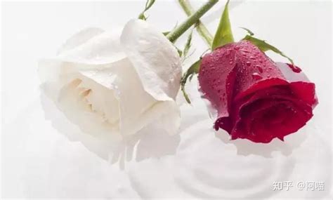 红玫瑰与白玫瑰