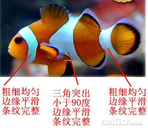什么是公子小丑,宠物公子小丑的习性特征与喂养等介绍