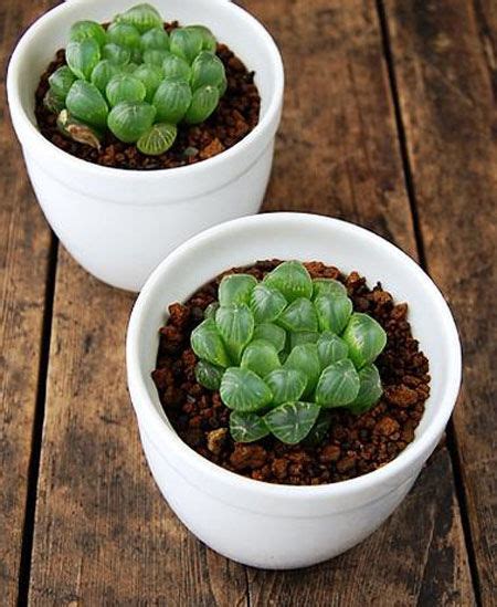 我的多肉植物-植物作文600字（汇总5篇）