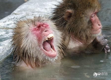 享受！日本北海道猴子泡温泉避寒 憨态可掬惹人喜爱