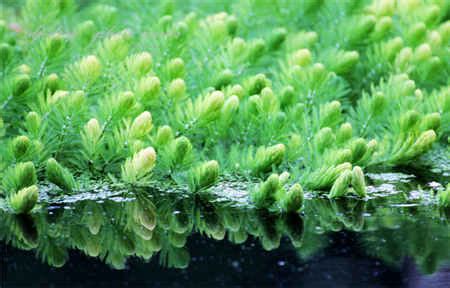 合肥哪儿有卖金鱼藻或黑藻?