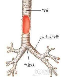 3岁喘息性支气管炎怎么止喘