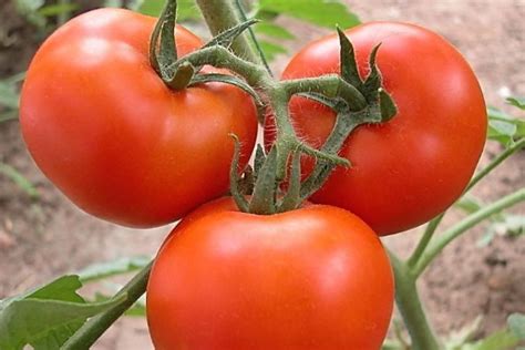 西红柿籽怎么种。