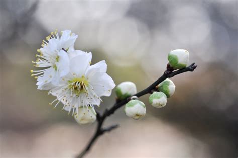 求白鸟 百合子图片