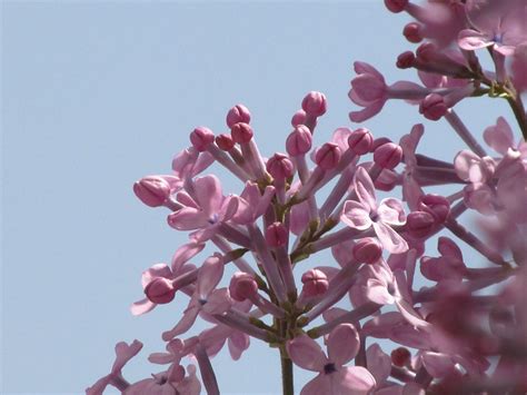 淘气包张明-开满丁香花的校园作文600字(精选7则)