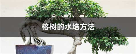 水培榕树的养殖方法