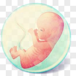 胎宝宝在子宫里的生活