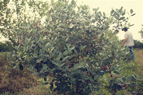 川东北可以种植翅油果树吗