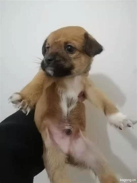 狗宝宝出生文案