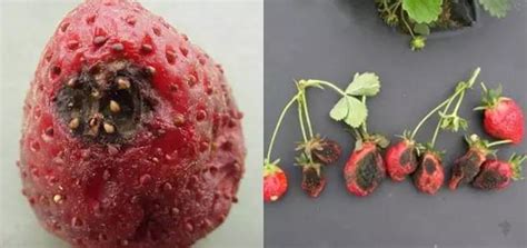 草莓上一般都有什么病害?