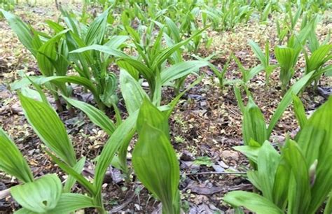 白芨怎样种植