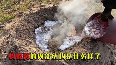 將熔化的鋁倒進(jìn)螞蟻窩,會有什么驚人的發(fā)現(xiàn)