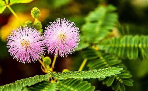 含羞草_描写植物的作文200字[经典5篇]