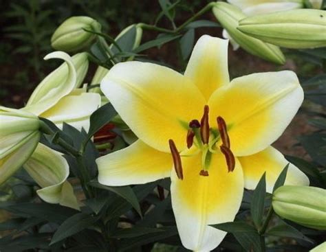 用名言赞美百合花