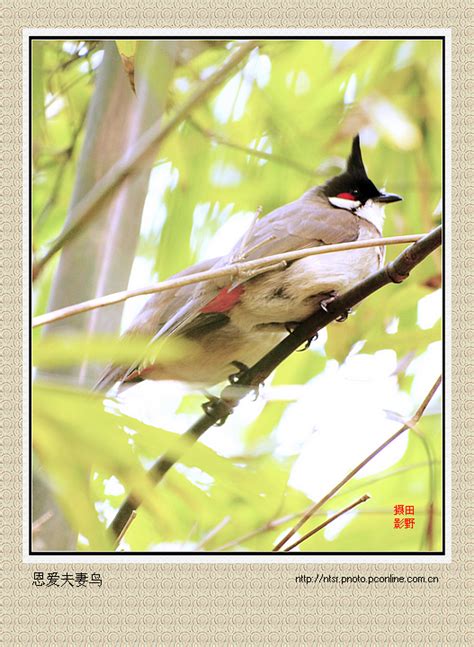 形容一对鸟恩爱句子