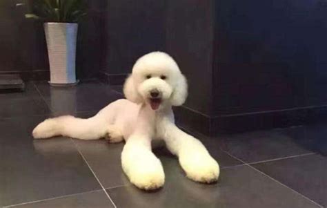 巨貴犬多少錢
