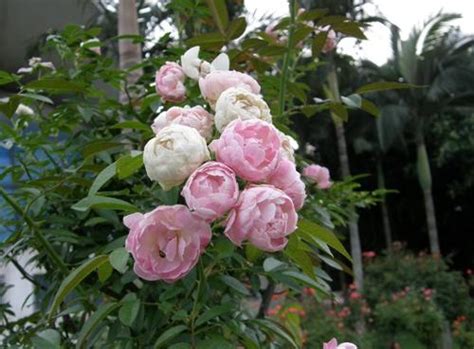 脾气大的娇蔷薇-植物作文250字（通用7篇）