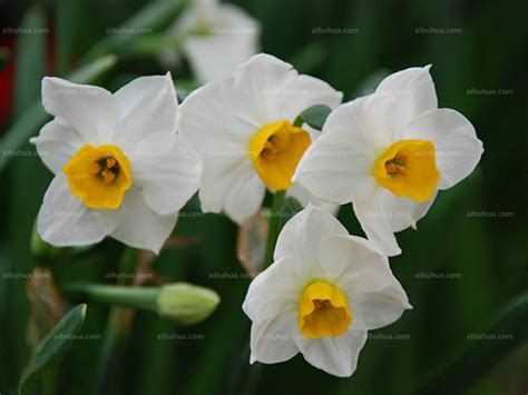 水仙花_关于植物的作文300字（集锦9篇）