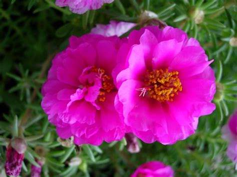 我是一朵太阳花-想象作文400字【经典7则】