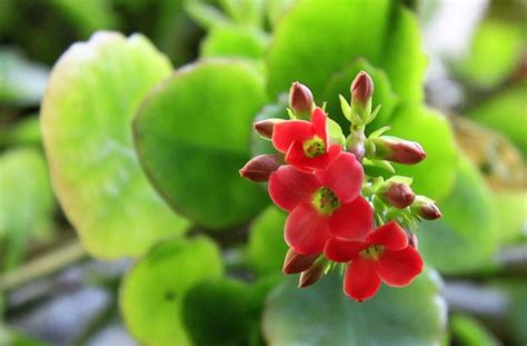 美丽的长寿花-植物作文400字(共6则)