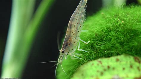 Marimo—北海道幸福水藻球