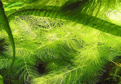 金鱼藻属于哪类植物(植物类群)?