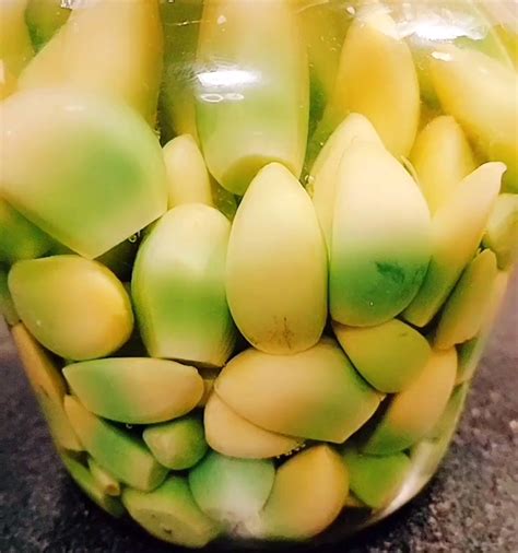 腊八蒜的腌制方法视频教程