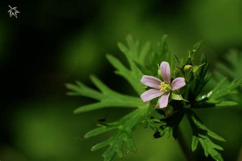 山东农业大学植物志中的野老鹳草