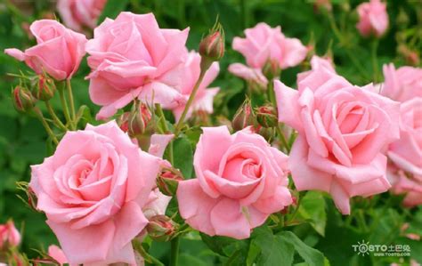 粉玫瑰花语是什么意思?