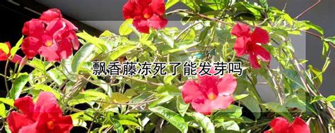 在秋季把花放在外面一晚上 花会不会冻死啊 品种是龙爪 求好心人帮帮忙啊