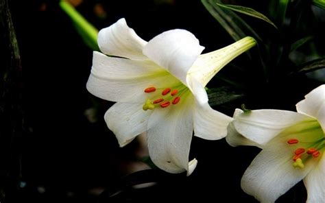 百合花的花语和象征?